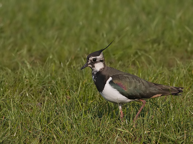 Vanellus vanellus Northern Lapwing Kievit